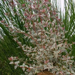 Guava, Chilean 'Flambeau'